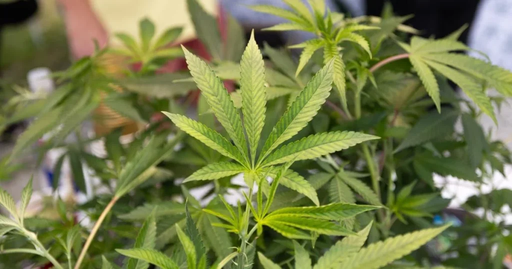 Virginia Democrats Unite for Legal Cannabis Market Agreement