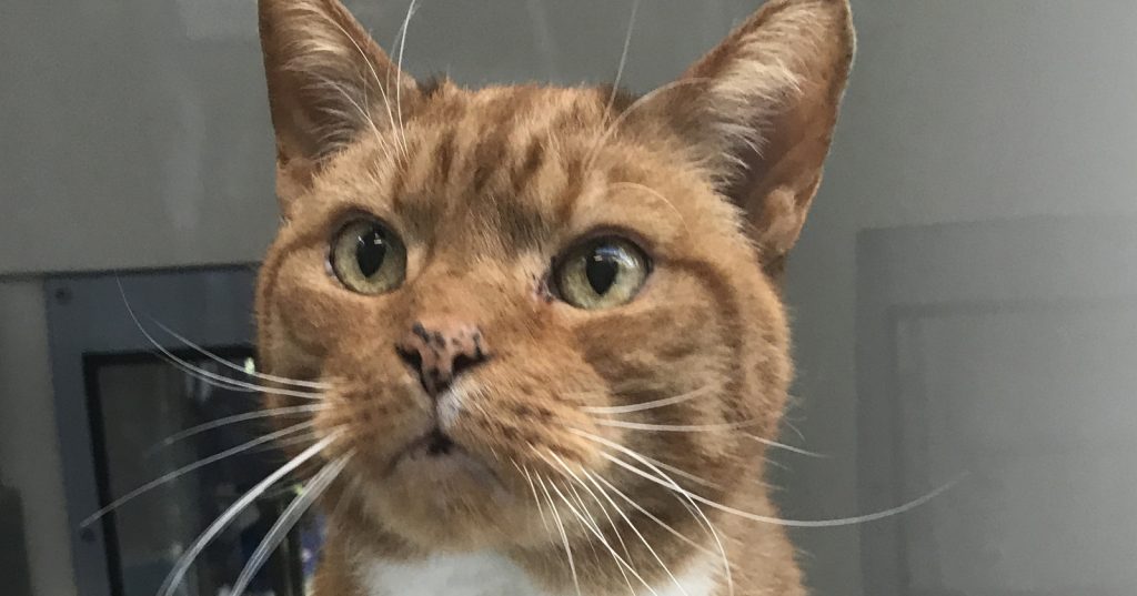 Albany Police Searching for Answers About Abandoned Cat