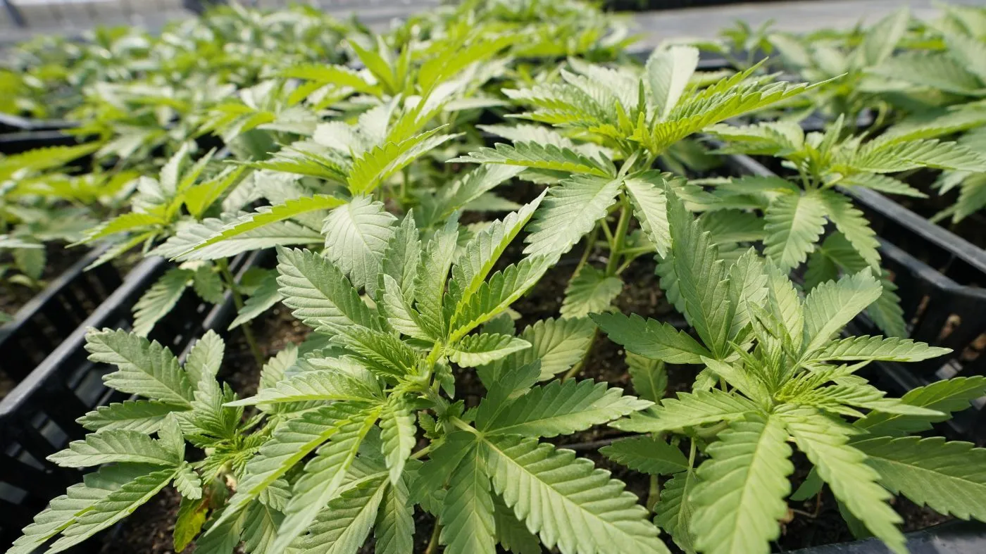 Virginia Democrats Unite for Legal Cannabis Market Agreement
