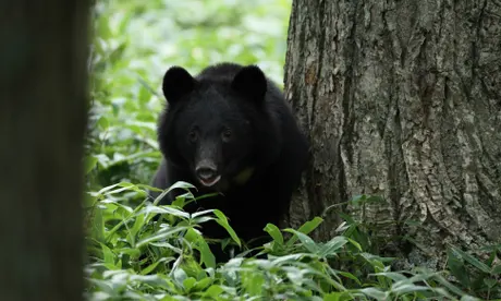 Tragic Bear Attack Claims One Life, Leaves Two Injured