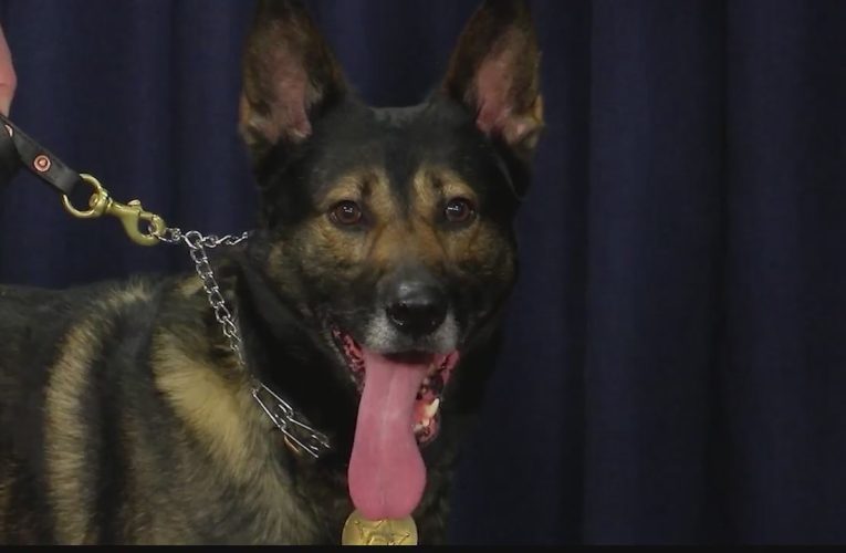 Honoring Heroic Search Dogs: Baby Halo’s Case and Capitol Tribute