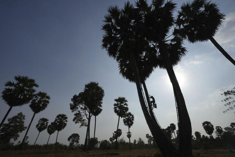 The Challenging World of Palm Sugar Production in Cambodia