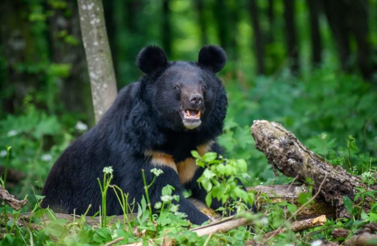 Why Bears are Appearing Early, Explained by Local Wildlife Expert!