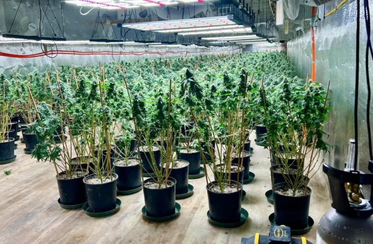 Maine Authorities Uncover Massive Illegal Marijuana Operation – 4,700 Plants Seized, 3 Arrested!