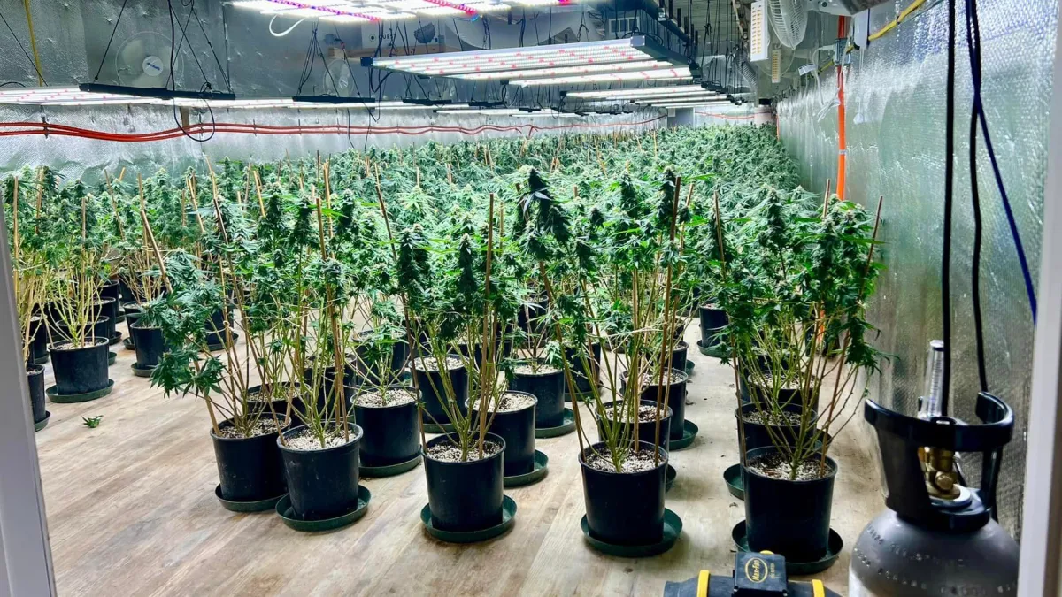 Maine Authorities Uncover Massive Illegal Marijuana Operation - 4,700 Plants Seized, 3 Arrested!
