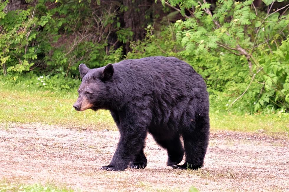 Why Bears are Appearing Early, Explained by Local Wildlife Expert!