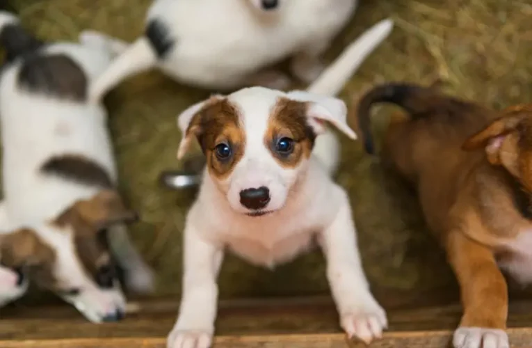 Adorable Dogs Seeking Homes in Albany, NY!