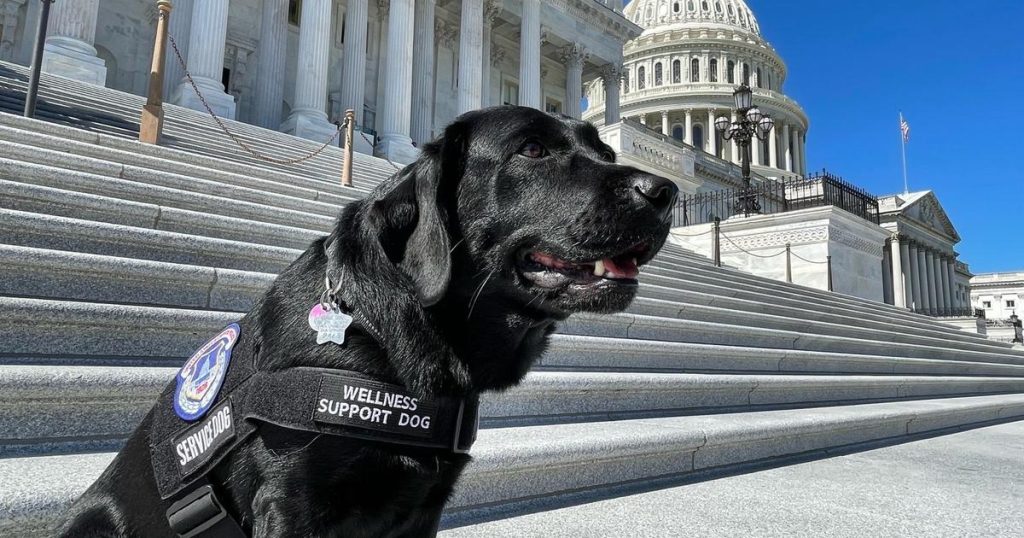 Honoring Heroic Search Dogs: Baby Halo's Case and Capitol Tribute
