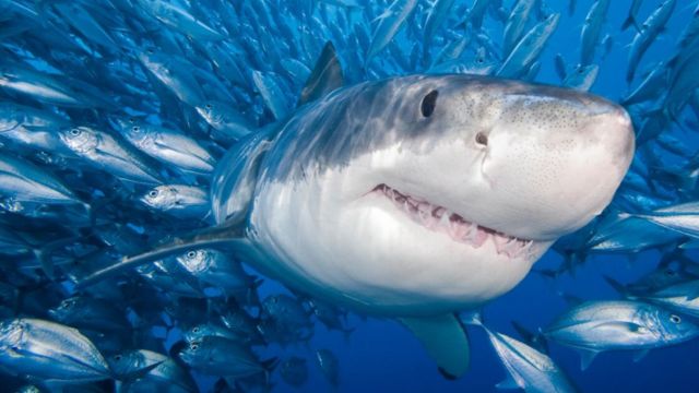 Shark Attacks are increasing globally, according to a study. But how frequent are they in California?