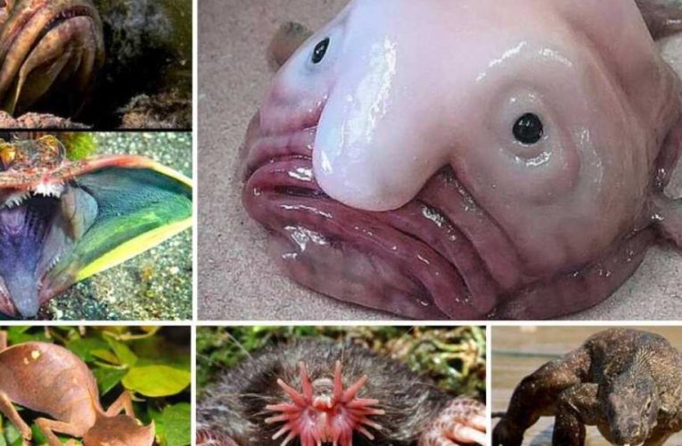 The World’s 7 Most Terrifying Animals That Invade Homes