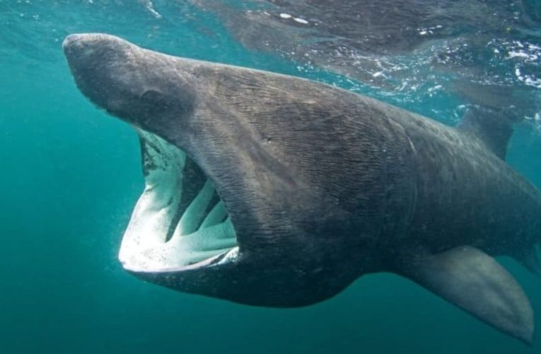 The World’s Top Ten Most Harmless Sharks