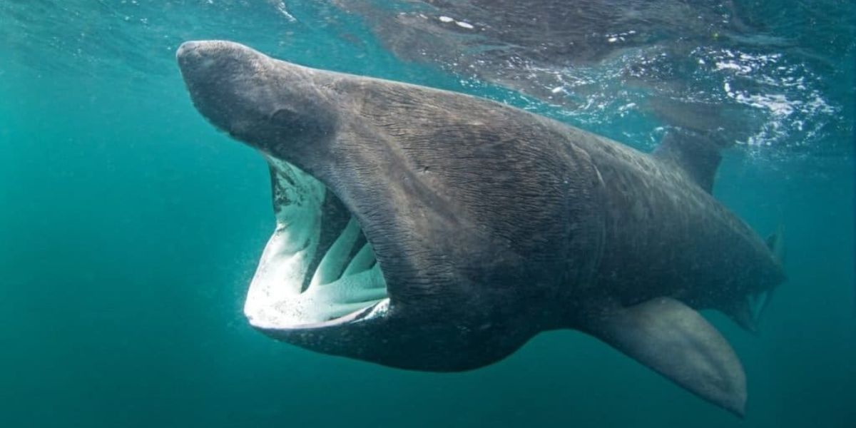 The World's Top Ten Most Harmless Sharks