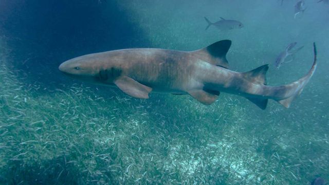 The World’s Top Ten Most Harmless Sharks