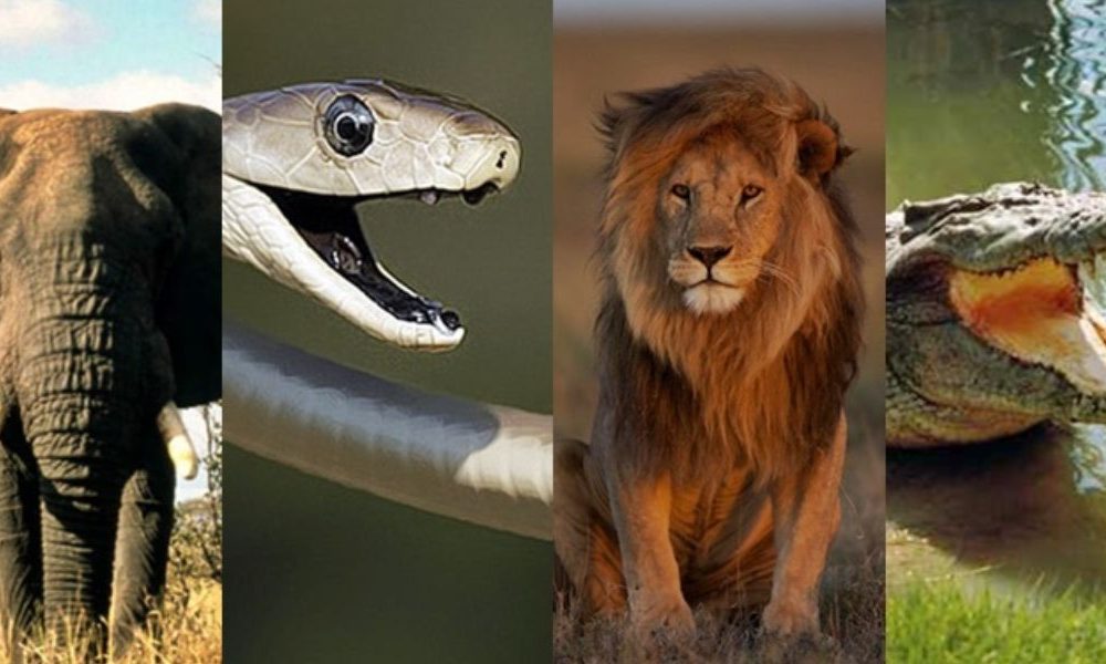 Watch Out! The Top 7 Most Dangerous Animals in California Revealed