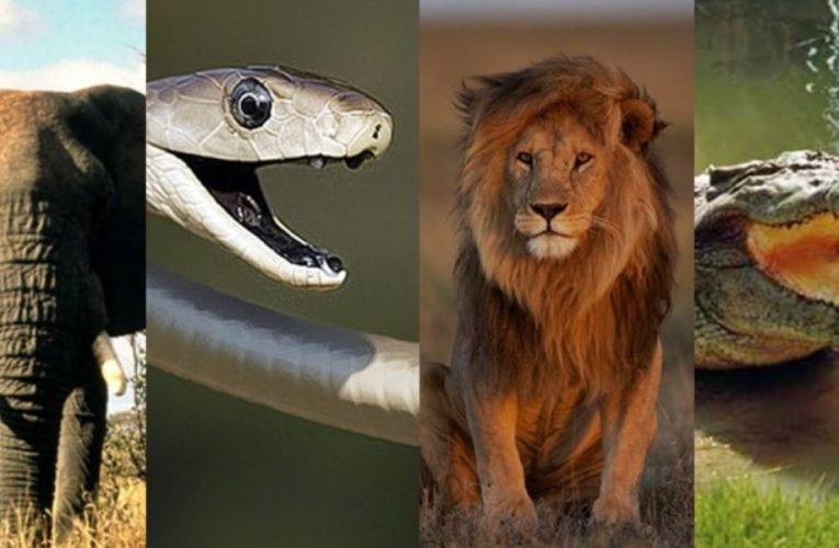 Watch Out! The Top 7 Most Dangerous Animals in California Revealed