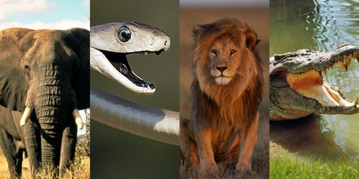 Watch Out! The Top 7 Most Dangerous Animals in California Revealed