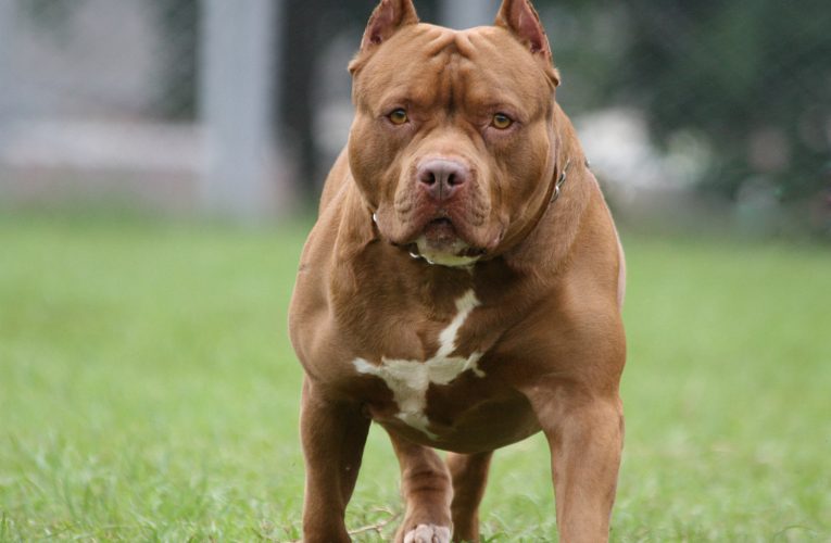 7 Dog Breeds New York Thinks Are Most Dangerous and Aggressive!