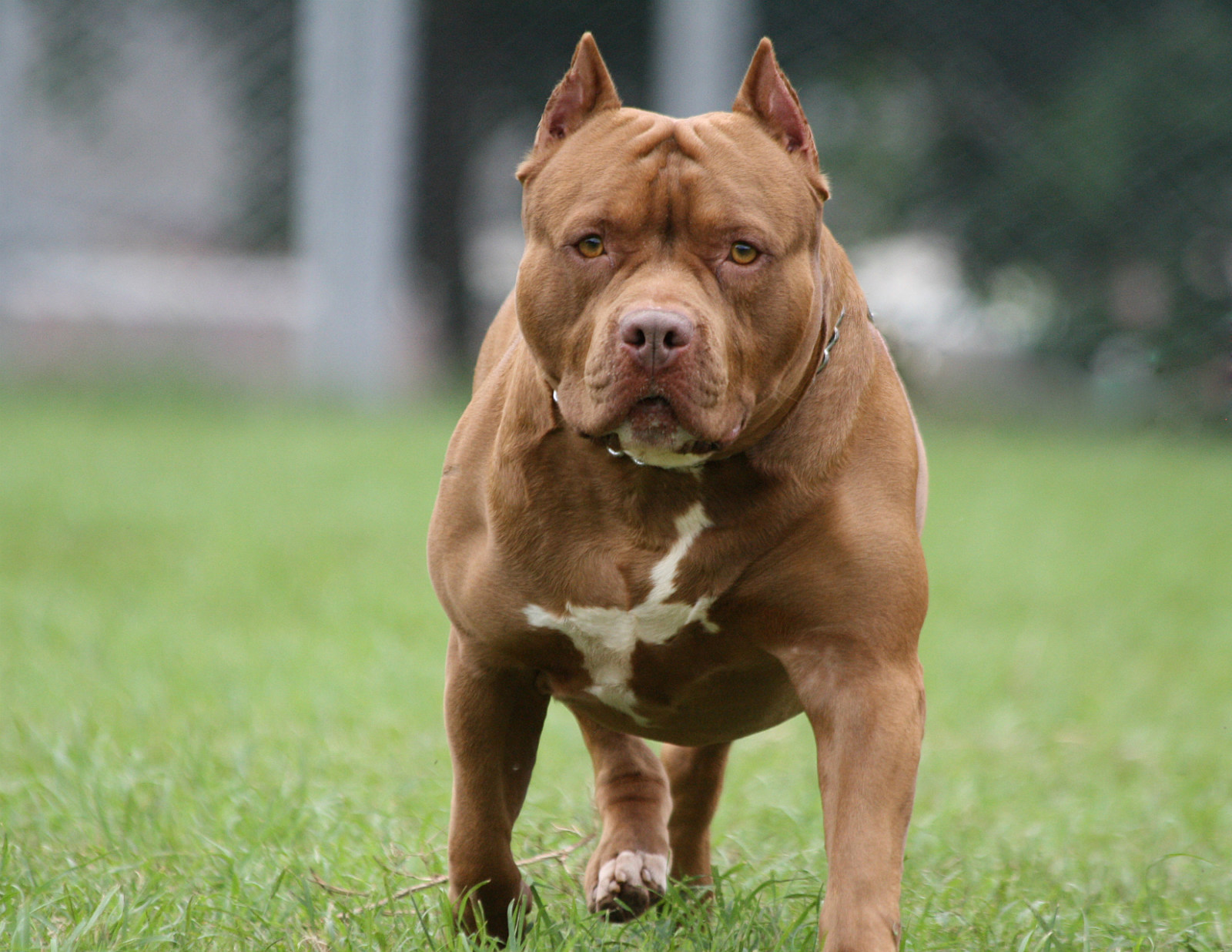 7 Dog Breeds New York Thinks Are Most Dangerous and Aggressive