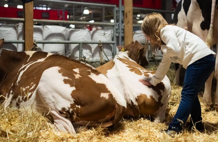 New Rules for Tests at The New York State Fair to Stop Cows from Getting Bird Flu!