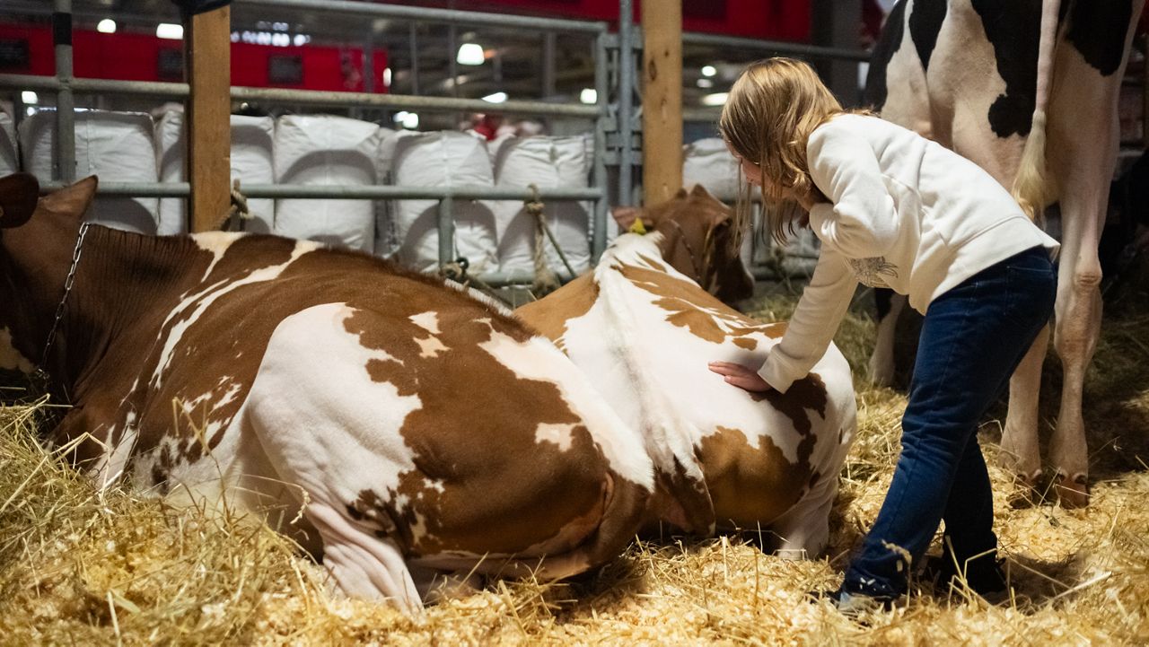 New Rules for Tests at The New York State Fair to Stop Cows from Getting Bird Flu