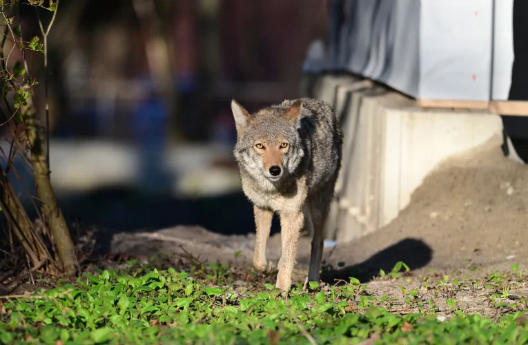 Coyotes Are Spotted More in the Bronx with NYC’s Population Growth!