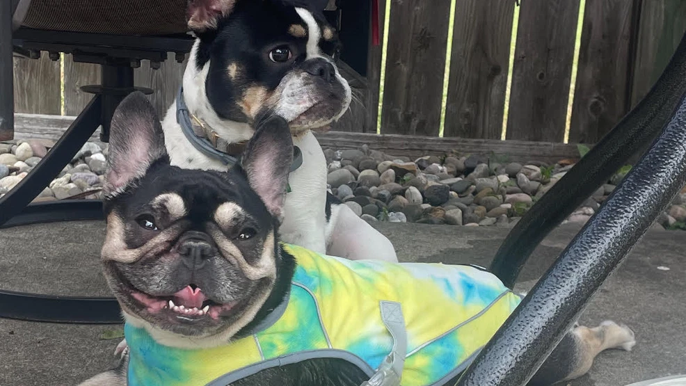 Second Albany Resident Arrested for Role in French Bulldog Theft as Investigation Deepens