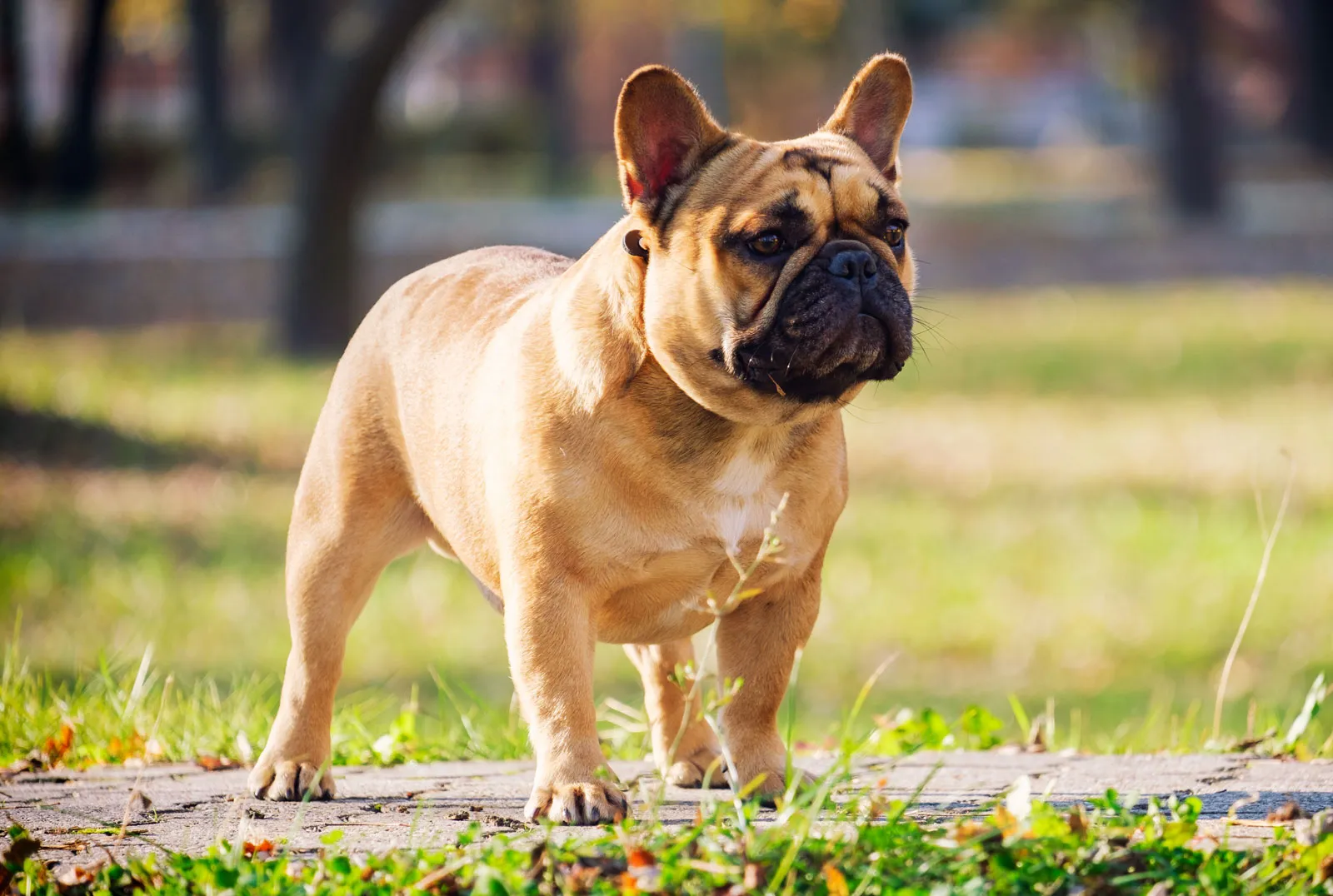 Shocking News: 46-Year-Old Albany Woman Arrested for Stealing French Bulldogs from Home