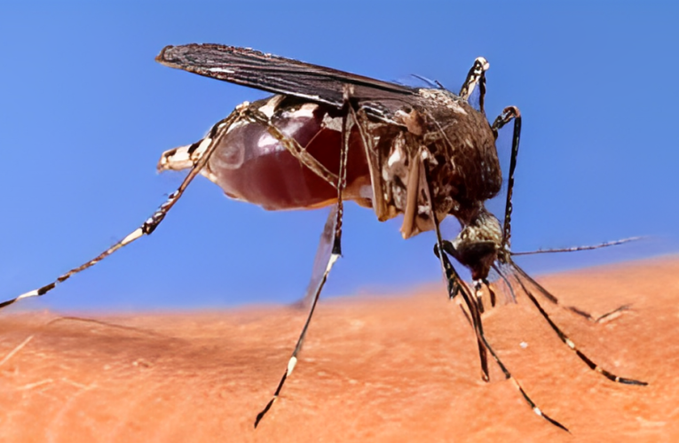 Health Department Confirmed: West Nile Virus Detected in Another Area of New York State!