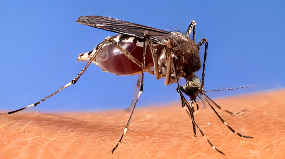 Health Department Confirmed: West Nile Virus Detected in Another Area of New York State