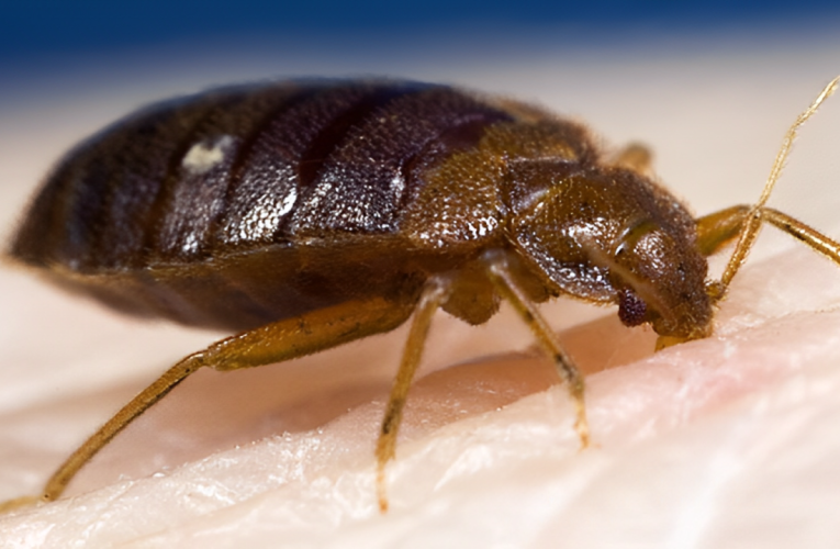 Two Texas Cities Among Most Bed Bug-Infested in U.S. Latest Orkin Report Reveals!