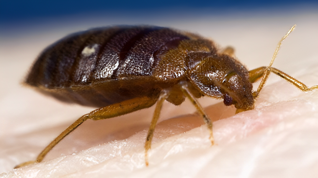 Two Texas Cities Among Most Bed Bug-Infested in U.S. Latest Orkin Report Reveals