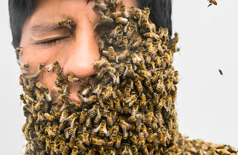 Bee Swarm Adds Twist to Rescue Operation for Lost Hikers in Upstate New York!