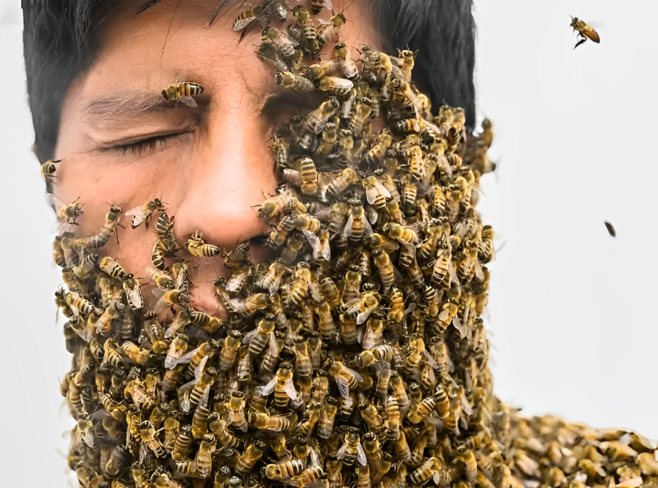 Bee Swarm Adds Twist to Rescue Operation for Lost Hikers in Upstate New York