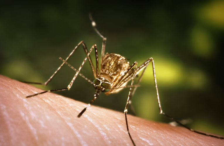 High Alert: Mosquito Illness Puts Six Kids in Tennessee Hospitals!