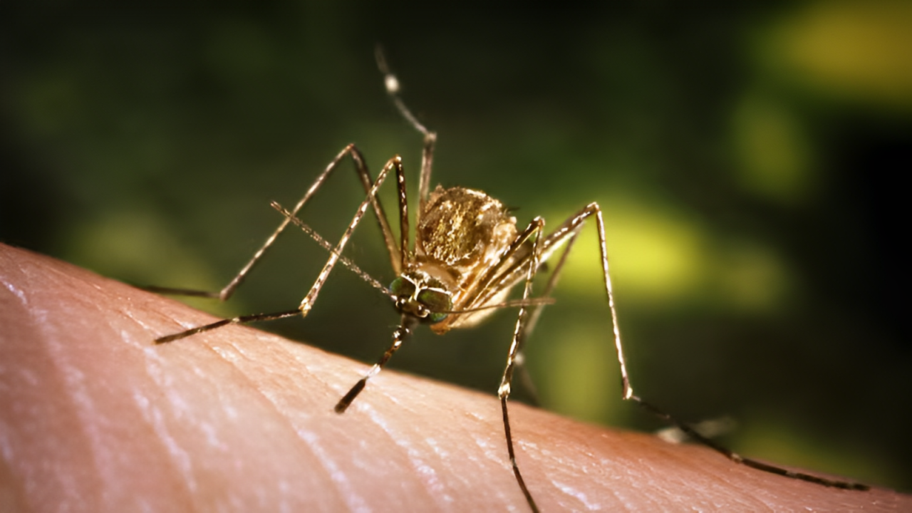 High Alert: Mosquito Illness Puts Six Kids in Tennessee Hospitals!