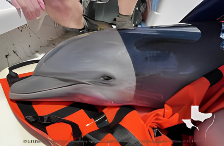 Heroic Rescue: Baby Dolphin Saved from Texas Lake After Losing Mother!