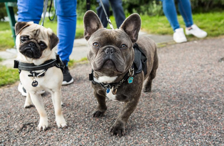 Shocking News: 46-Year-Old Albany Woman Arrested for Stealing French Bulldogs from Home!