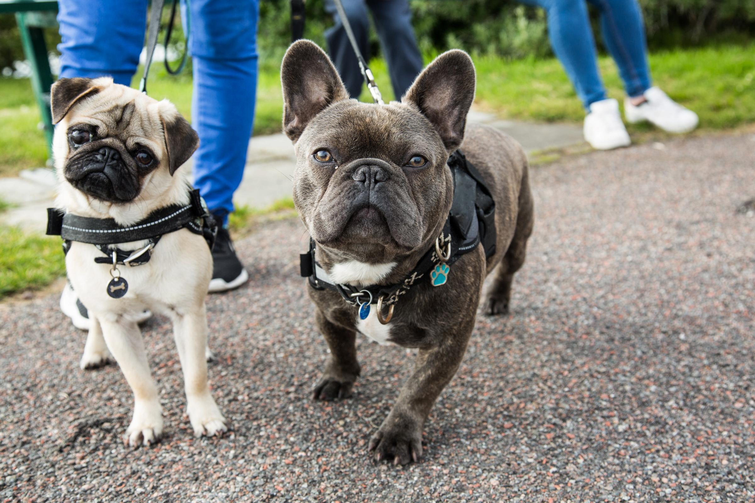 Shocking News: 46-Year-Old Albany Woman Arrested for Stealing French Bulldogs from Local Home