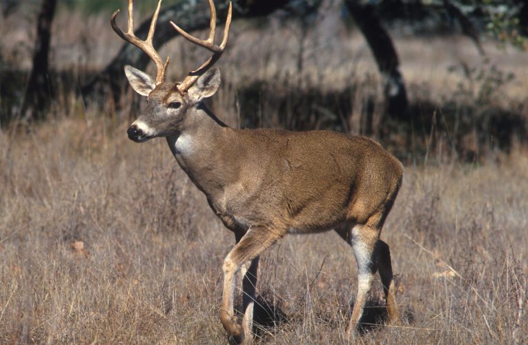 Rural New York Experiences Notable Rise in Firearm Incidents at Deer Hunting Season Start!