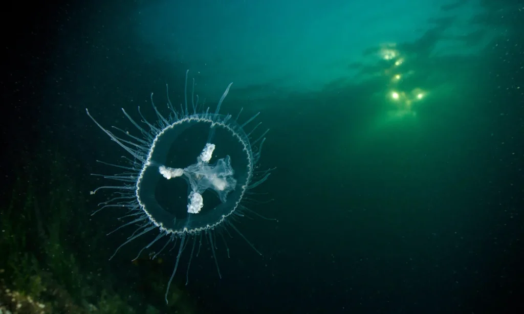 6. Freshwater Jellyfish