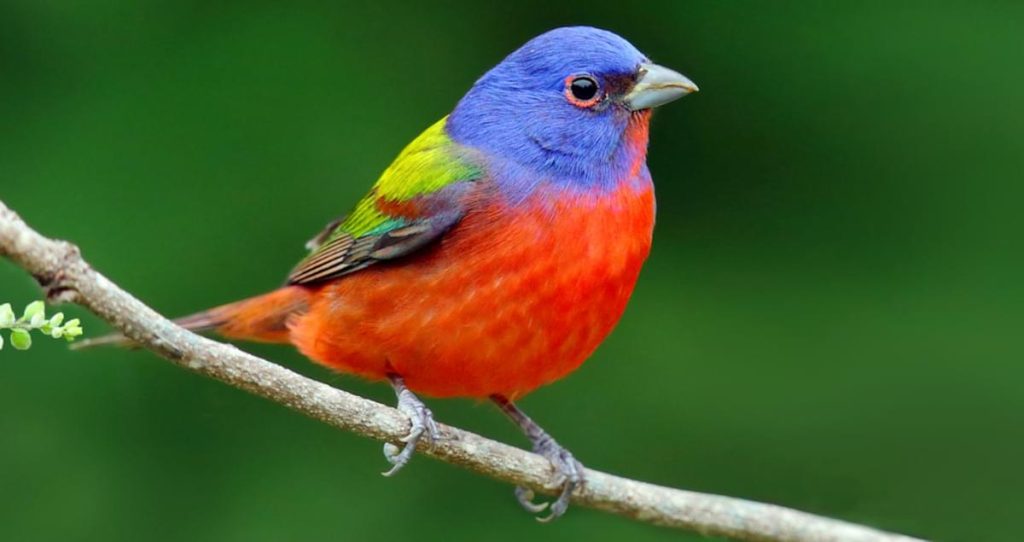 1. Painted Bunting