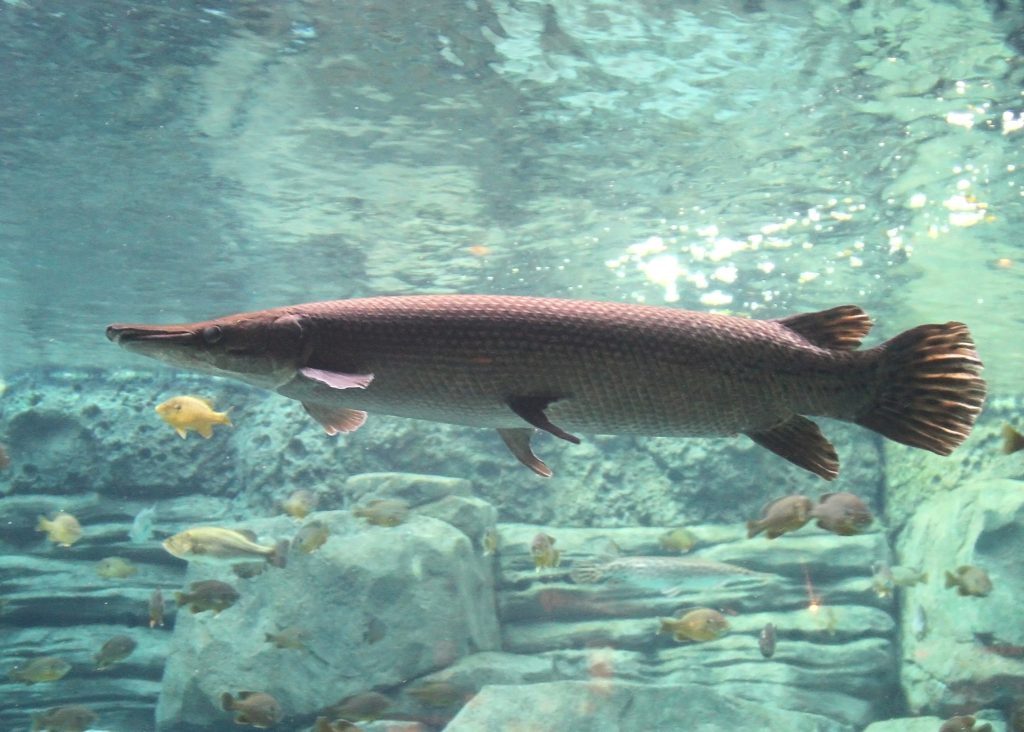 9. Alligator Gar