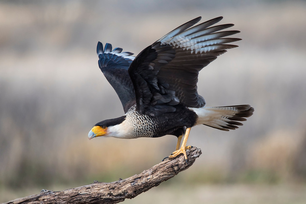 4. Crested Caracara