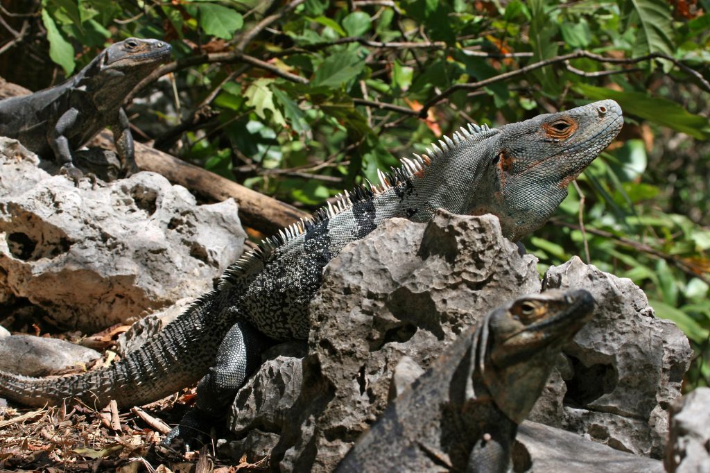 7. Black Spiny-Tailed Iguana