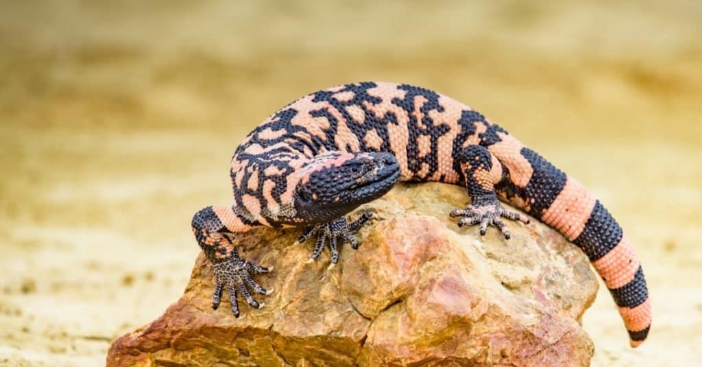 5. Gila Monster