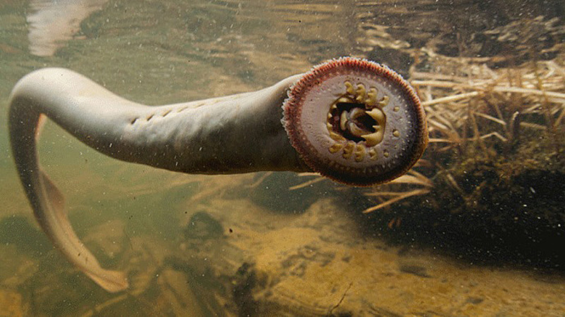 10. Lampreys