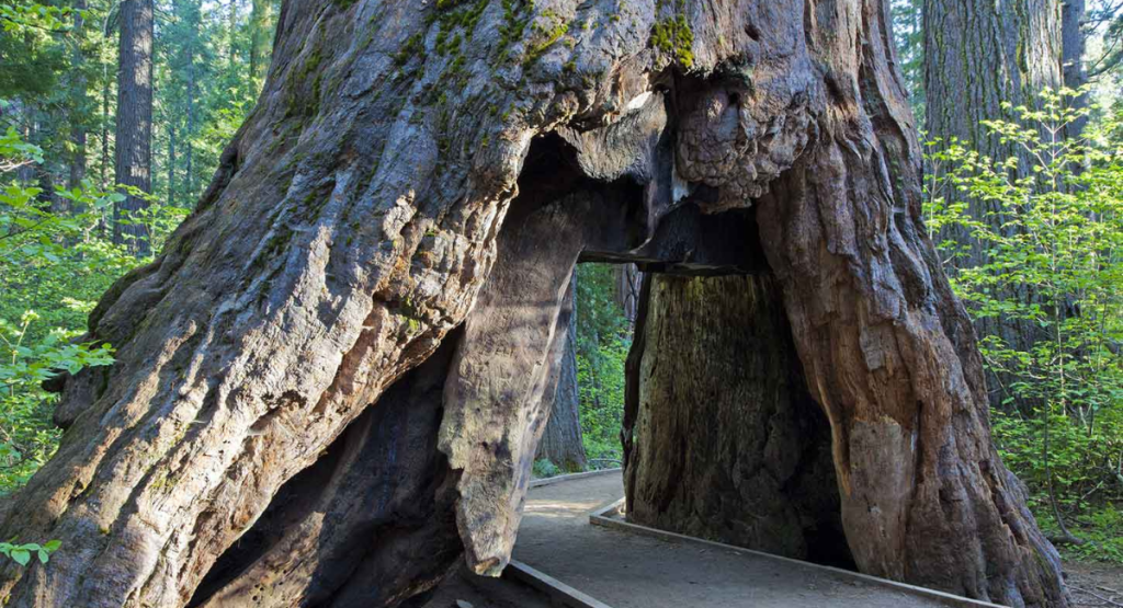 Calaveras Big Tree State Park, Arnold