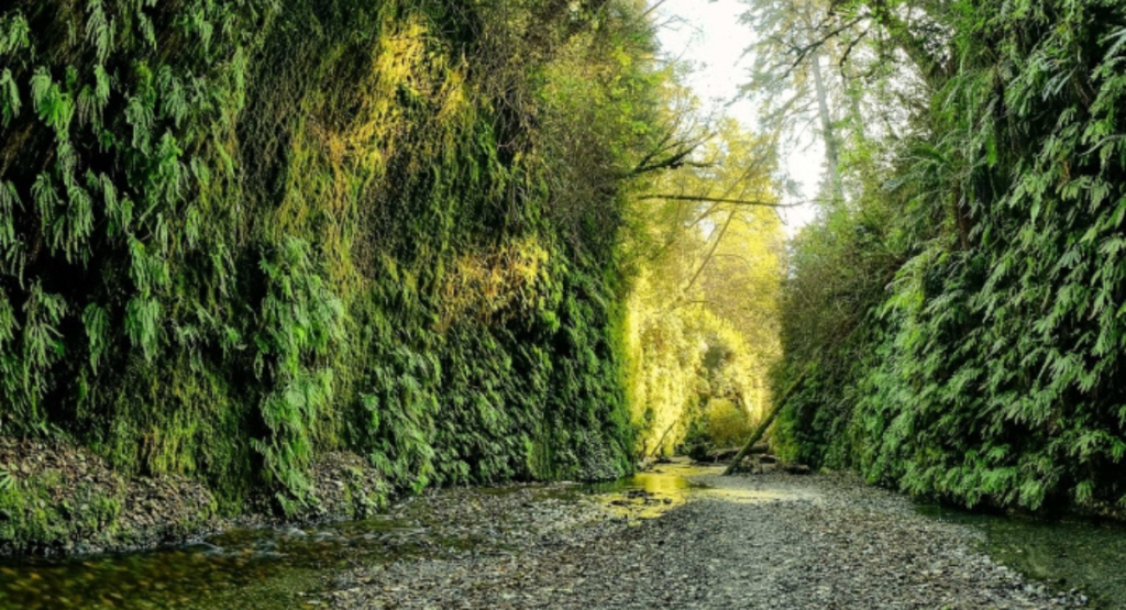 Fern Canyon, Gold Bluffs Beach