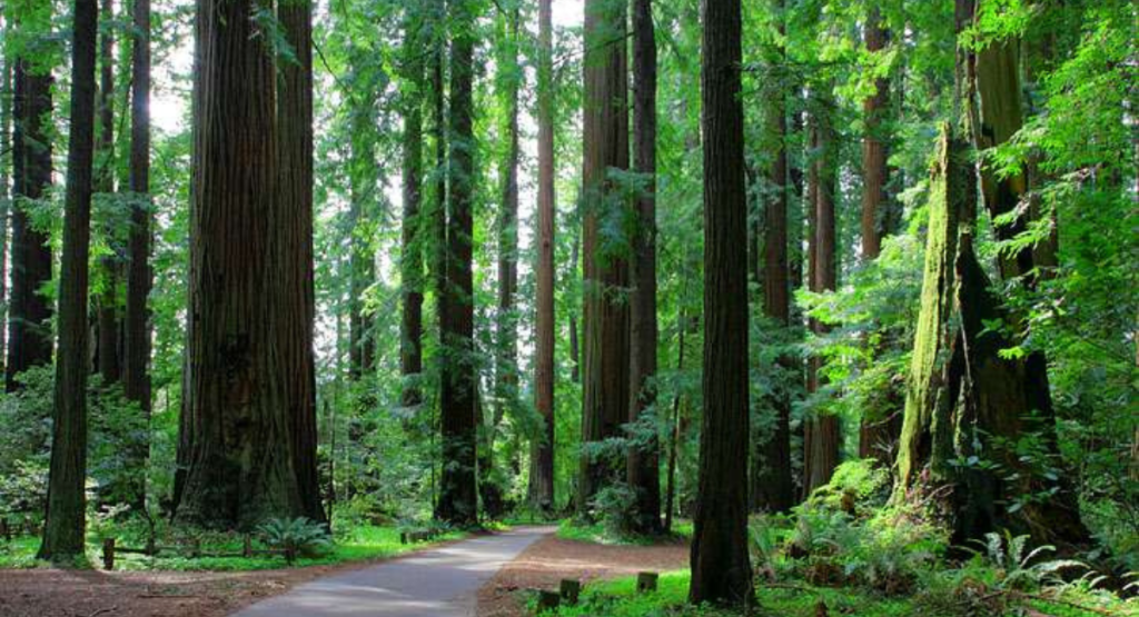 Humboldt Redwoods State Park, Humboldt County