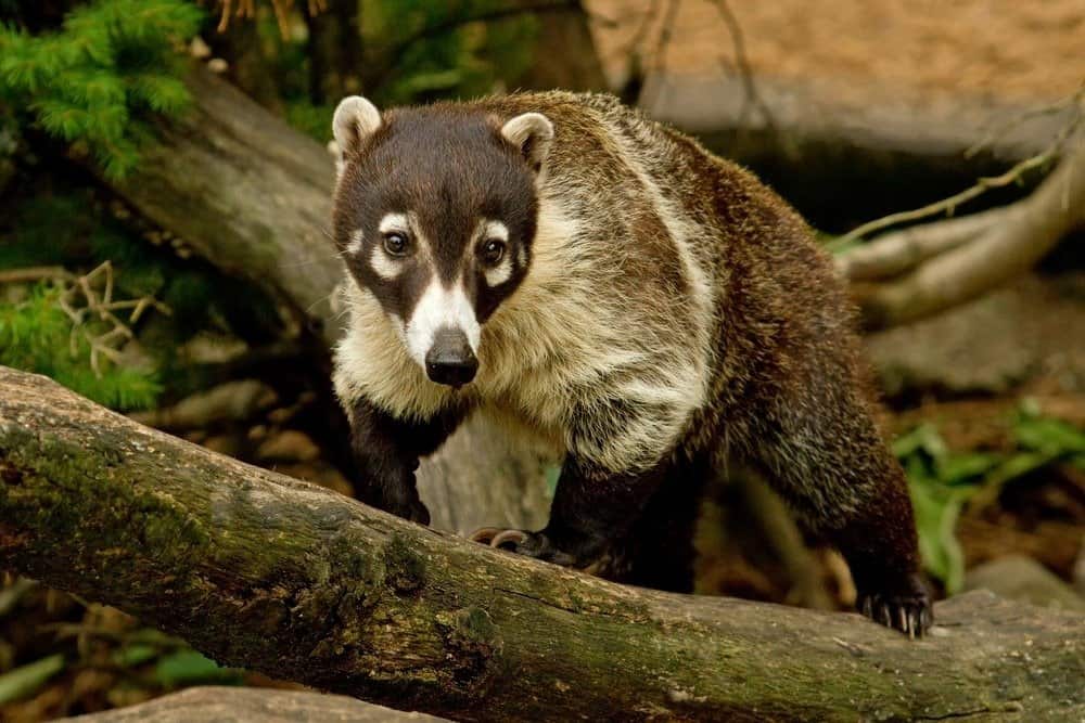 3. Coatimundi